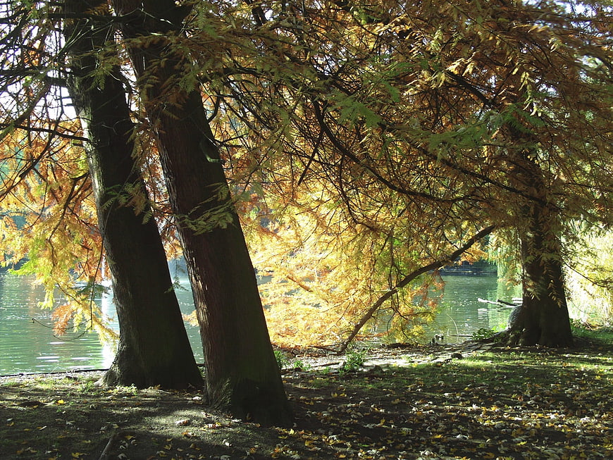 Autumn trees by a lake with golden foliage