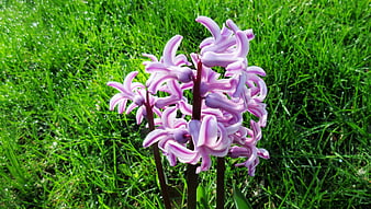 Pink and white striped hyacinth flowers in green grass