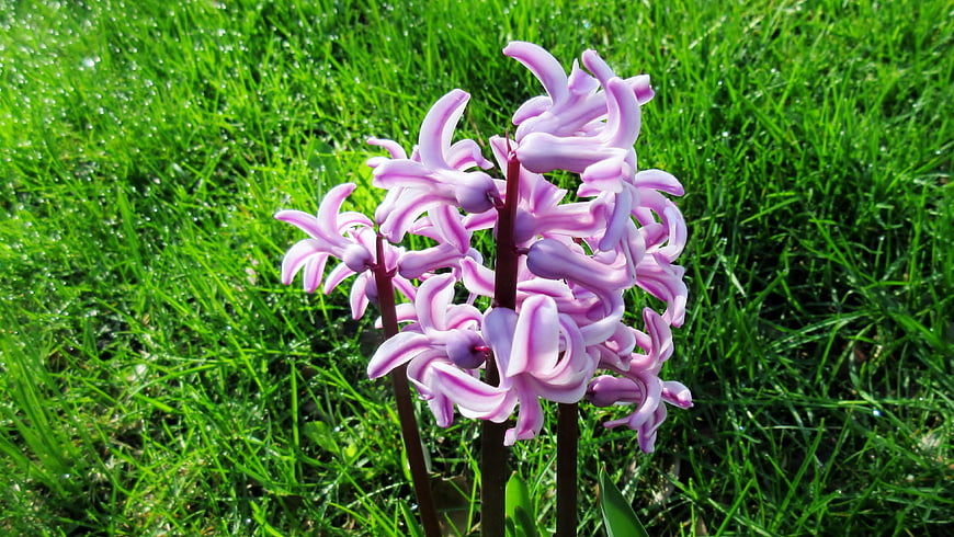 Pink and white striped hyacinth flowers in green grass