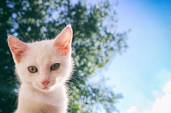 Cute White Kitten Portrait Against Blue Sky and Trees