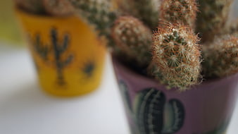 Close-up of potted cactus with spiky texture and colorful pots