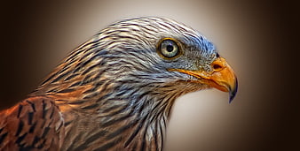 Close-up portrait of a red kite bird of prey