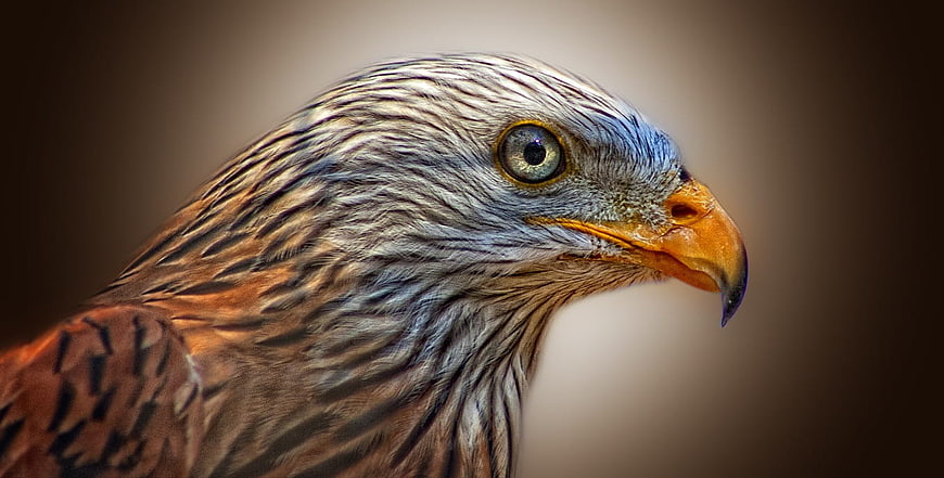 Close-up portrait of a red kite bird of prey
