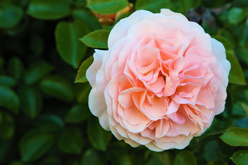Close-up of a delicate pink rose with green leaves