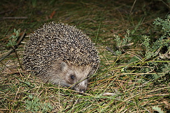 Close-up of a wild hedgehog foraging in grass at night