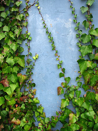Green Ivy Vines Climbing a Textured Blue Wall