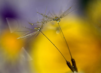 Macro Photography of Dandelion Seeds with Water Droplets