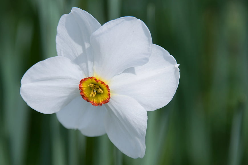 Close-up of White Daffodil with Red Rimmed Center