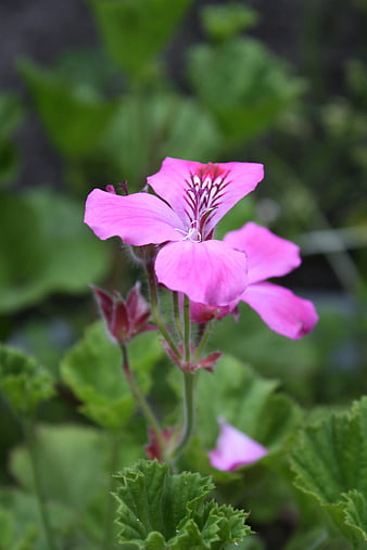 Close-up of vibrant pink geranium flower with green leaves