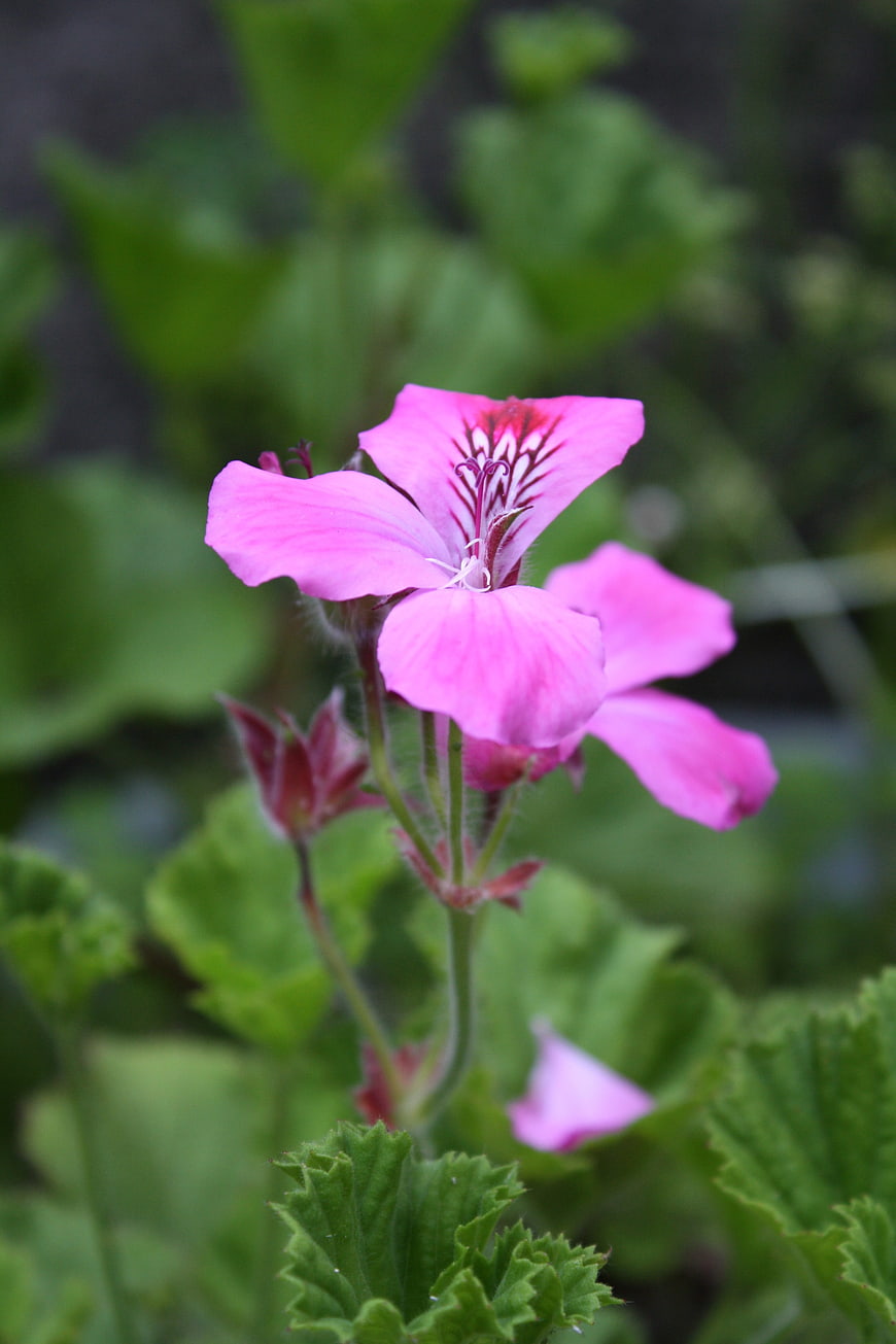 Close-up of vibrant pink geranium flower with green leaves