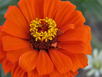 Close-up of vibrant orange zinnia flower with yellow center