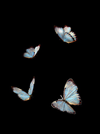 Four Blue Butterflies Flying Against Black Background