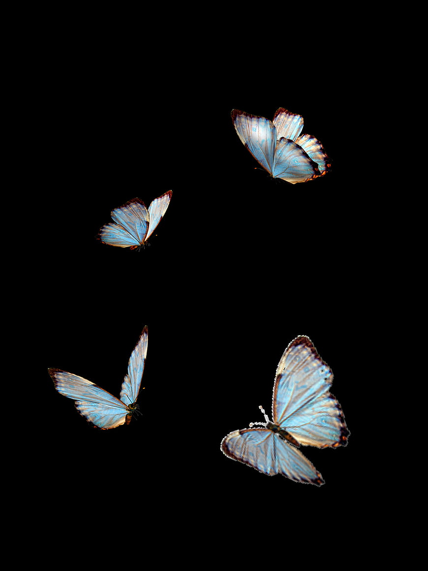 Four Blue Butterflies Flying Against Black Background
