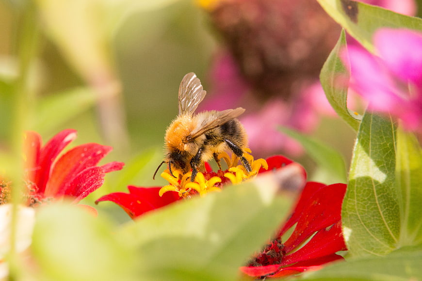 Close-up of a bumblebee pollinating a red zinnia flower