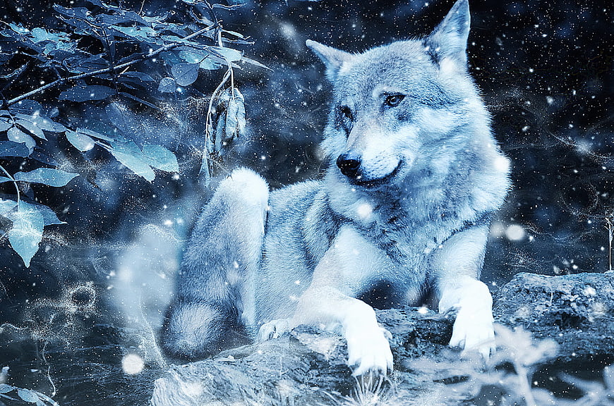 Artistic Blue Wolf in Snowy Forest with Vintage Texture