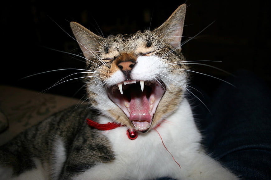 Close-up of a tabby cat yawning with a red collar