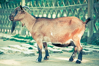 Brown Billy Goat with Goatee Standing in Farmyard