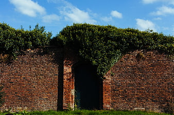 Old Brick Wall with Ivy and Arched Doorway