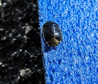 Close-up of a shiny black beetle on a blue textured surface