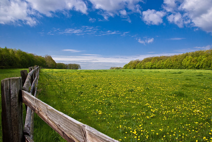 Vibrant Green Meadow with Yellow Dandelions and Wooden Fence
