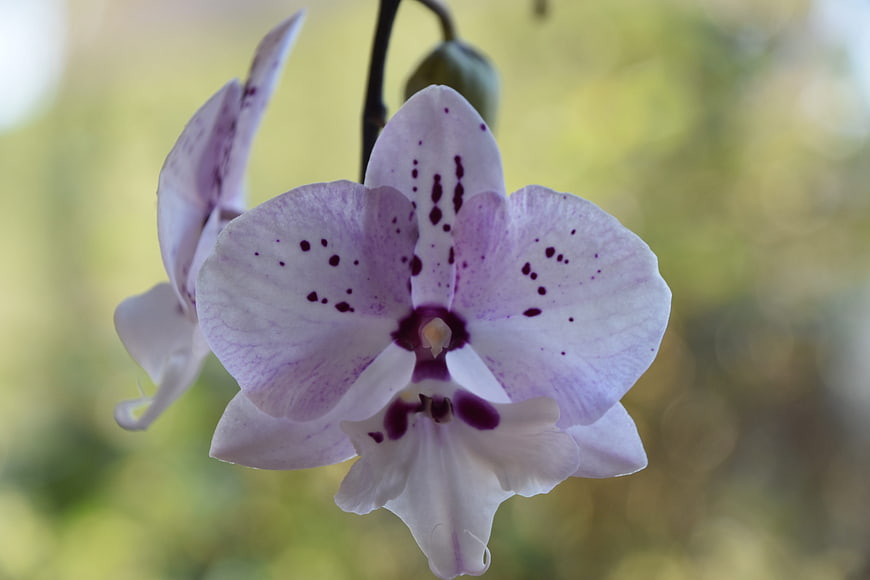 Close-up of white and purple spotted phalaenopsis orchid