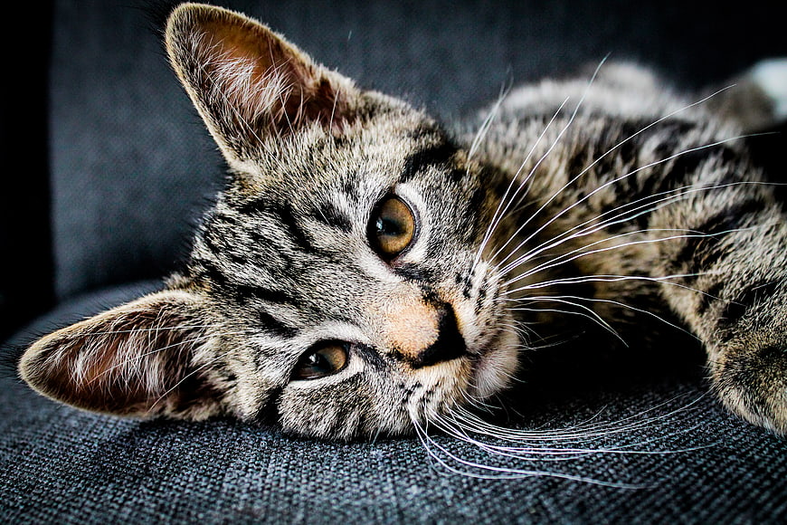 Close-up of a cute tabby kitten lying on a dark sofa