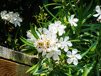 White Oleander Flowers Blooming in Sunlight