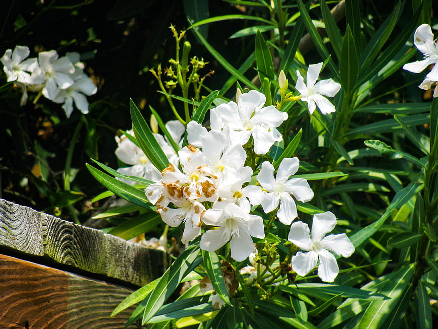 White Oleander Flowers Blooming in Sunlight