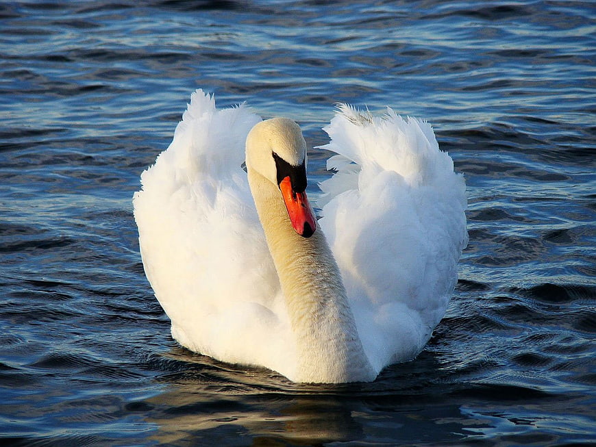 White Swan Preening Feathers on Blue Water