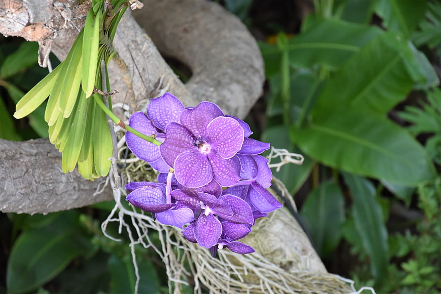 Vibrant Purple Orchid Blooming on Tree Branch