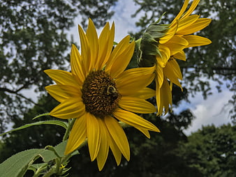 Close-up of Sunflower with Bee Pollinating
