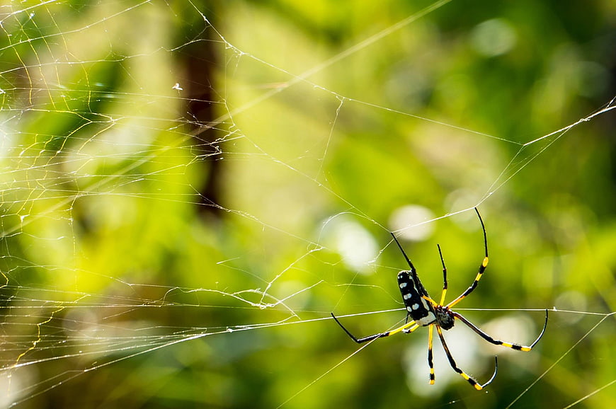Yellow and black garden spider on web in nature