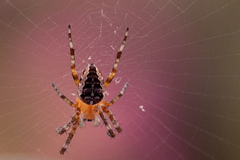 Macro Photography of a Barn Spider on a Web