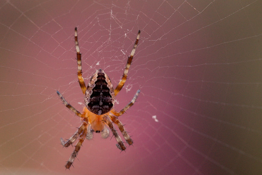 Macro Photography of a Barn Spider on a Web
