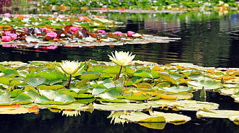 White and Pink Water Lilies on a Serene Pond