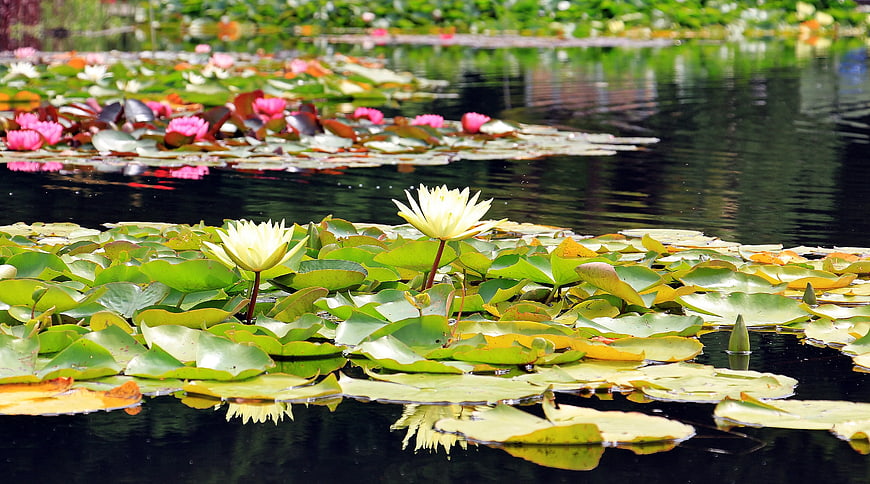 White and Pink Water Lilies on a Serene Pond