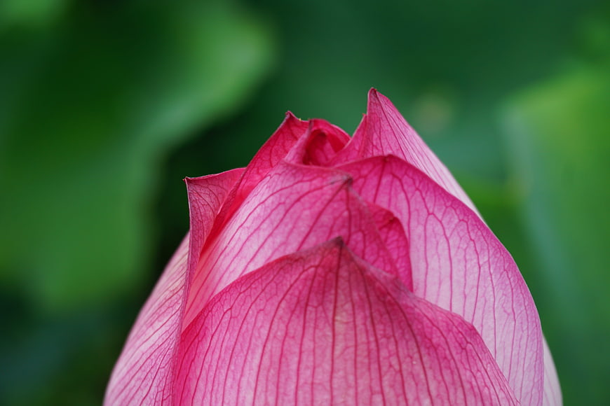 Close-up of a vibrant pink lotus flower bud with green background