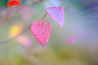 Close-up of vibrant pink leaves on a blurred background