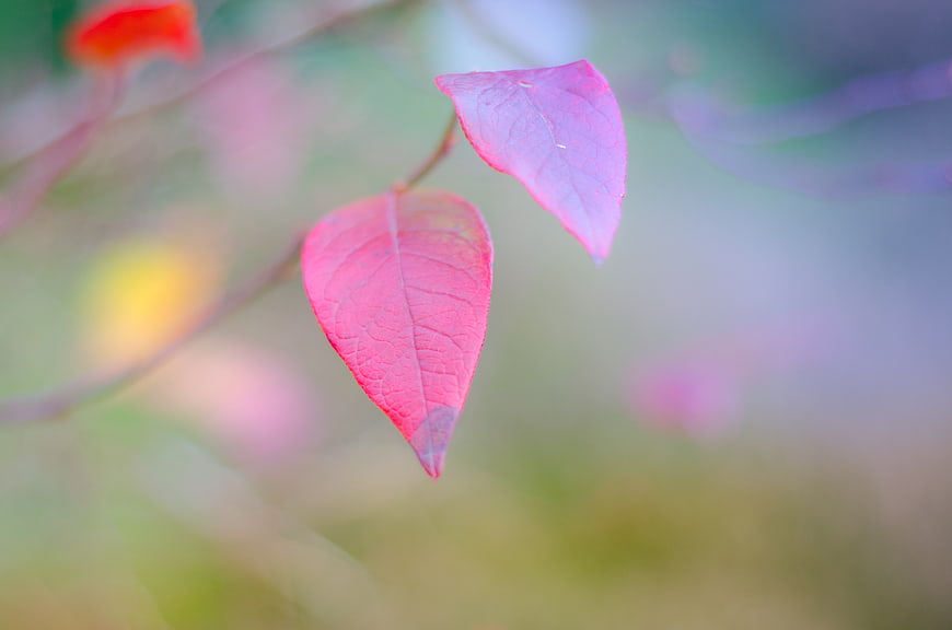 Close-up of vibrant pink leaves on a blurred background