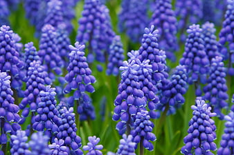 Vibrant Blue Grape Hyacinth Muscari Flowers in Bloom