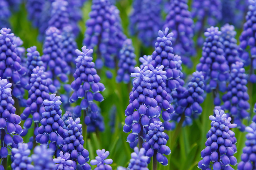 Vibrant Blue Grape Hyacinth Muscari Flowers in Bloom