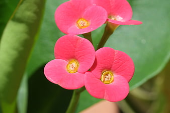 Close-up of vibrant pink crown of thorns flowers