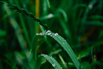 Close-up of green grass blade with morning dew drops