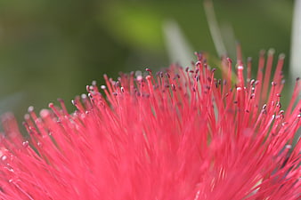 Close-up of vibrant red bottlebrush flower stamens