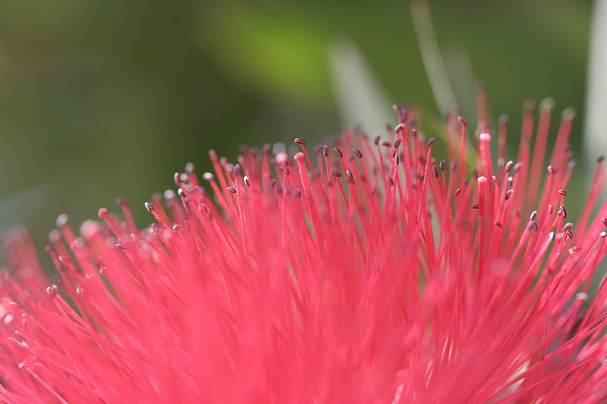 Close-up of vibrant red bottlebrush flower stamens
