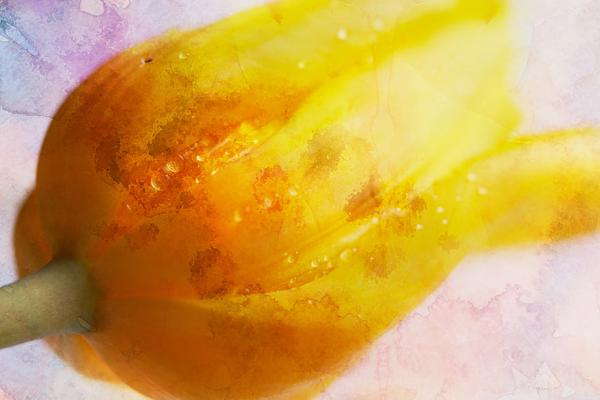 Abstract Yellow Tulip Watercolor Texture Background