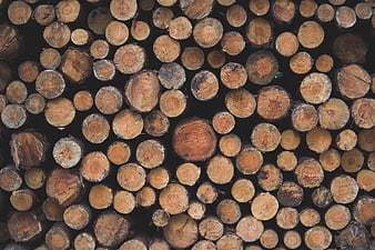 Stacked cut wood logs texture background