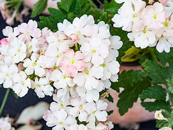 Close-up of White and Pink Verbena Flowers