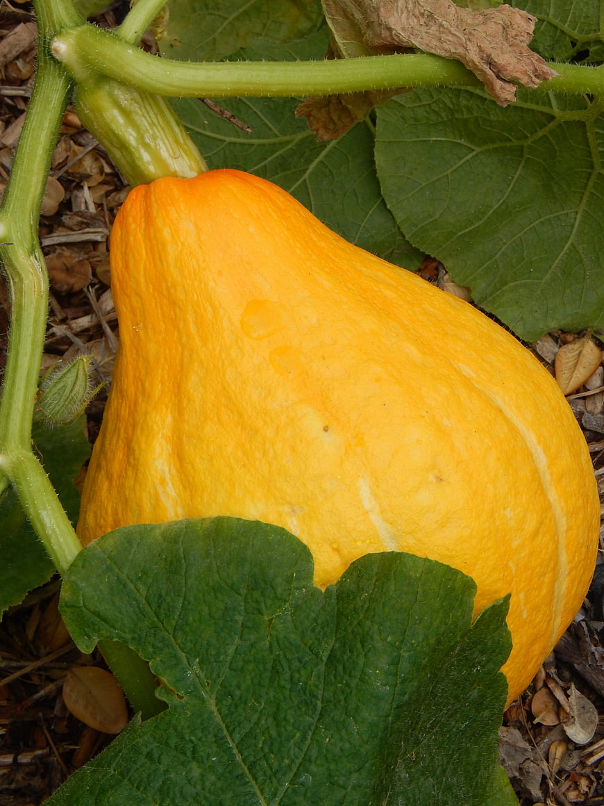 Ripe Yellow Squash Growing in Garden