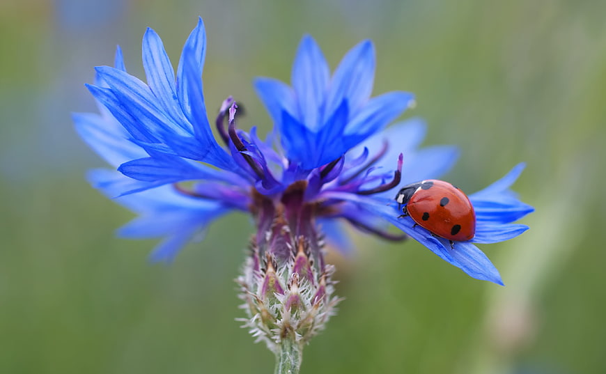 Red Ladybug on Blue Cornflower in Nature